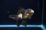 Juvenile Thai Oranda  Panda 3.5 Inch (ID#307T13b-72) Free2Day SHIPPING
