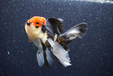 Thai Oranda  Tricolor 4.5 Inch (ID#1022To6b-111)