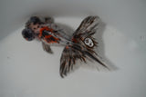 Butterfly  Calico 4 Inch (ID#920B8b-45) Free2Day SHIPPING