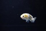 Baby Ranchu  Calico 2.5 Inch (ID#1119R9c-43) Free2Day SHIPPING