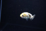 Baby Ranchu  Calico 2.5 Inch (ID#1119R9c-43) Free2Day SHIPPING