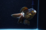 Juvenile Thai Oranda  Panda 3.5 Inch (ID#307T13b-72) Free2Day SHIPPING