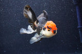 Thai Oranda  Tricolor 4.5 Inch (ID#1022To6c-111)