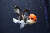 Thai Oranda  Tricolor 4.5 Inch (ID#1022To6c-111)