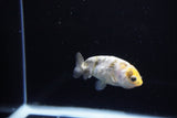 Baby Ranchu  Calico 2.5 Inch (ID#1119R9c-43) Free2Day SHIPPING