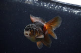 Juvenile Thai Oranda  Panda 3.5 Inch (ID#307T13b-72) Free2Day SHIPPING