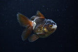 Juvenile Thai Oranda  Panda 3.5 Inch (ID#307T13b-72) Free2Day SHIPPING