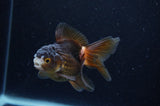 Juvenile Thai Oranda  Panda 3.5 Inch (ID#307T13b-72) Free2Day SHIPPING