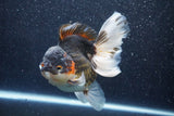 Thai Oranda  Tricolor 6 Inch (ID#1022To6c-112)