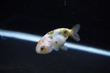 Baby Ranchu  Calico 2.5 Inch (ID#1119R9c-44) Free2Day SHIPPING