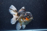 Thai Oranda  Tricolor 6 Inch (ID#1022To6c-112)