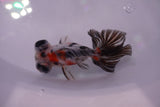 Butterfly  Calico 3.5 Inch (ID#0103B8b-45) Free2Day SHIPPING