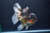 Thai Oranda  Tricolor 6 Inch (ID#1022To6c-112)