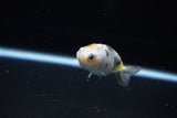 Baby Ranchu  Calico 2.5 Inch (ID#1119R9c-44) Free2Day SHIPPING