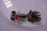 Butterfly  Calico 3.5 Inch (ID#0103B8b-45) Free2Day SHIPPING