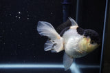 Juvenile Thai Oranda  Panda 4 Inch (ID#307T13b-73) Free2Day SHIPPING