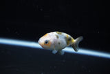 Baby Ranchu  Calico 2.5 Inch (ID#1119R9c-44) Free2Day SHIPPING