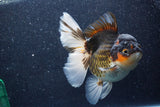 Thai Oranda  Tricolor 6 Inch (ID#1022To6c-112)