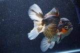 Thai Oranda  Tricolor 6 Inch (ID#1022To6c-112)