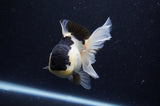 Juvenile Thai Oranda  Panda 4 Inch (ID#307T13b-73) Free2Day SHIPPING