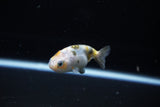 Baby Ranchu  Calico 2.5 Inch (ID#1119R9c-44) Free2Day SHIPPING