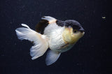 Juvenile Thai Oranda  Panda 4 Inch (ID#307T13b-73) Free2Day SHIPPING
