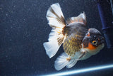 Thai Oranda  Tricolor 6 Inch (ID#1022To6c-112)