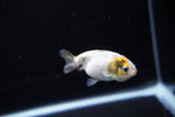 Baby Ranchu  Calico 2.5 Inch (ID#1119R9c-44) Free2Day SHIPPING