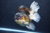 Thai Oranda  Tricolor 6 Inch (ID#1022To6c-112)