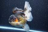 Thai Oranda  Tricolor 6 Inch (ID#1022To6c-112)