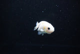 Baby Ranchu  Calico 2.5 Inch (ID#1119R9c-45) Free2Day SHIPPING