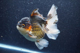 Thai Oranda  Tricolor 6 Inch (ID#1022To6c-112)