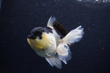 Juvenile Thai Oranda  Panda 4 Inch (ID#307T13b-73) Free2Day SHIPPING