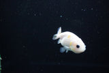 Baby Ranchu  Calico 2.5 Inch (ID#1119R9c-45) Free2Day SHIPPING