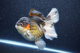 Thai Oranda  Tricolor 6 Inch (ID#1022To6c-112)