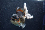 Thai Oranda  Tricolor 6 Inch (ID#1022To6c-112)