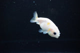 Baby Ranchu  Calico 2.5 Inch (ID#1119R9c-45) Free2Day SHIPPING