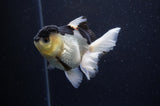 Juvenile Thai Oranda  Panda 4 Inch (ID#307T13b-73) Free2Day SHIPPING