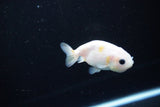 Baby Ranchu  Calico 2.5 Inch (ID#1119R9c-45) Free2Day SHIPPING