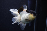 Juvenile Thai Oranda  Panda 4 Inch (ID#307T13b-73) Free2Day SHIPPING