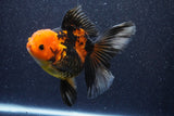 Thai Oranda  Red Black 5 Inch (ID#1022To6c-113)