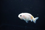 Baby Ranchu  Calico 2.5 Inch (ID#1119R9c-45) Free2Day SHIPPING