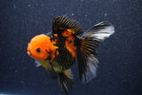 Thai Oranda  Red Black 5 Inch (ID#1022To6c-113)