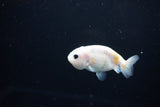 Baby Ranchu  Calico 2.5 Inch (ID#1119R9c-45) Free2Day SHIPPING