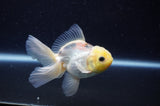 Juvenile Thai Oranda  Lemon Head 3.5 Inch (ID#307T13b-74) Free2Day SHIPPING