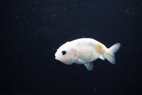 Baby Ranchu  Calico 2.5 Inch (ID#1119R9c-45) Free2Day SHIPPING