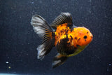 Thai Oranda  Red Black 5 Inch (ID#1022To6c-113)