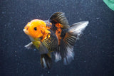 Thai Oranda  Red Black 5 Inch (ID#1022To6c-113)