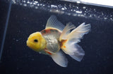 Juvenile Thai Oranda  Lemon Head 3.5 Inch (ID#307T13b-74) Free2Day SHIPPING