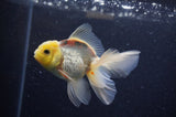 Juvenile Thai Oranda  Lemon Head 3.5 Inch (ID#307T13b-74) Free2Day SHIPPING